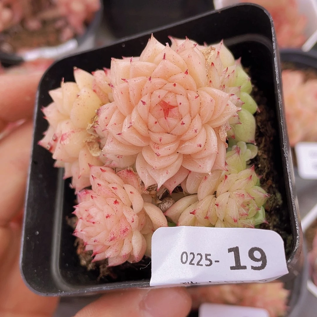 00000000000019量拍