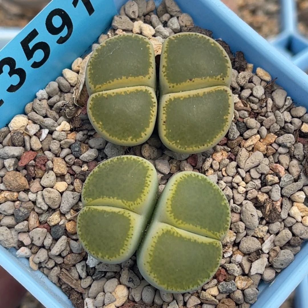 3591双头gt 绿帽子两颗