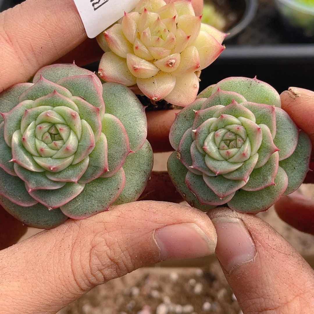 多肉植物多肉植物1121