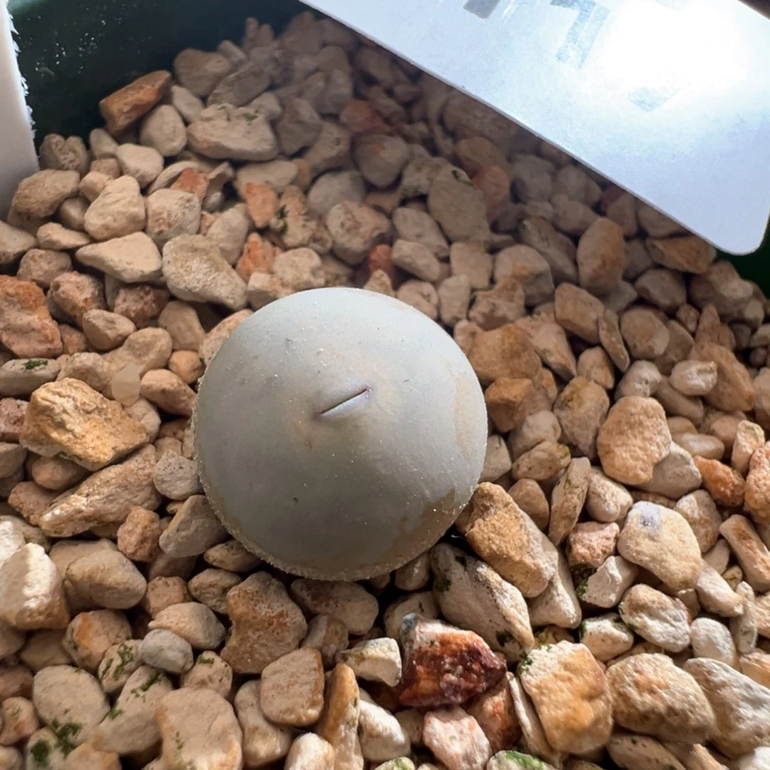 117。青蛙优选1102V嘴。