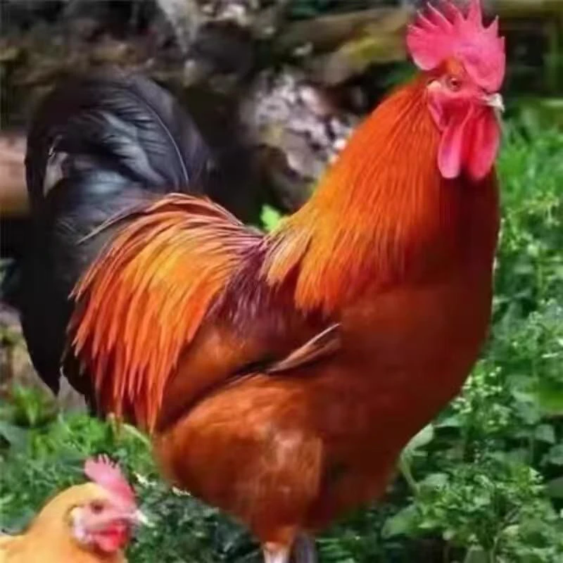 散养大公鸡肉质紧实有嚼劲适合红烧