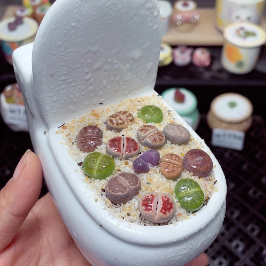 w1199 带盆土发货-零下地区拍保温箱