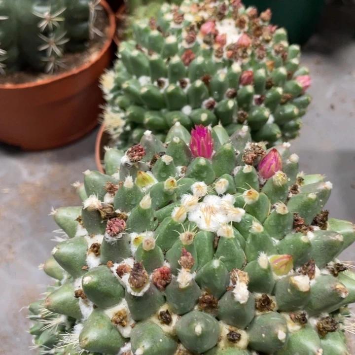 超大雪糕带侧芽带花苞小精品