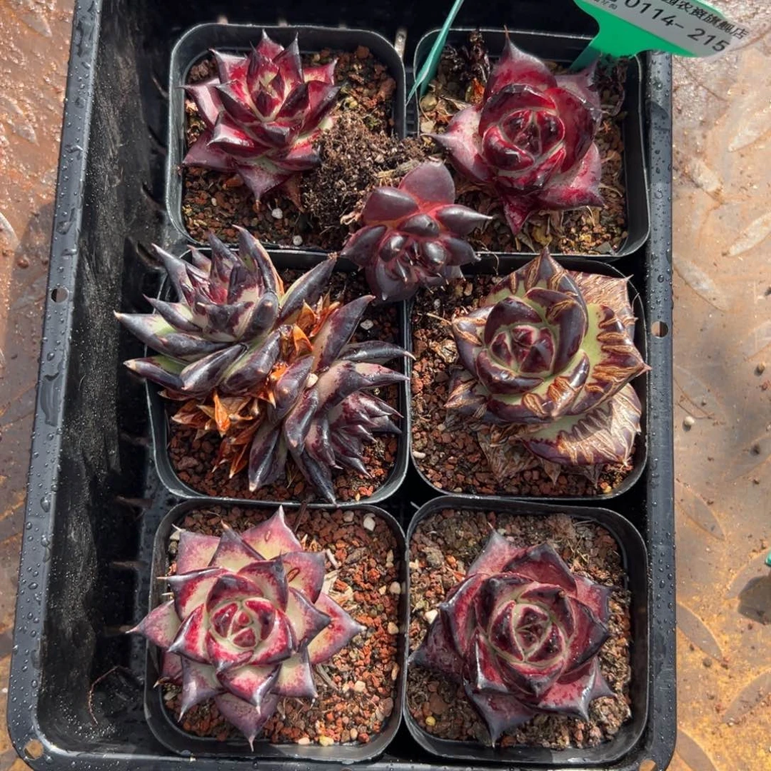 多肉编号0114-215