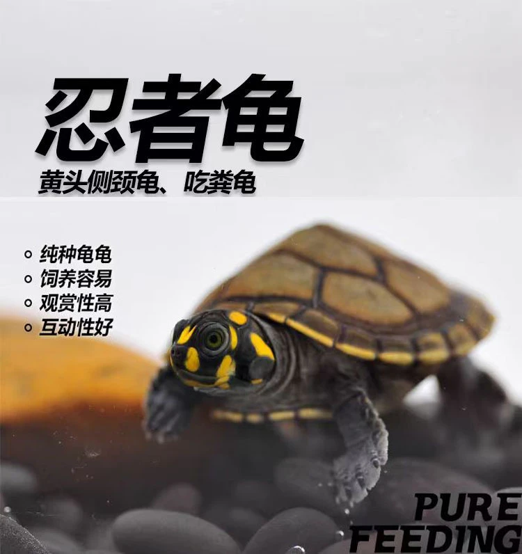 黄头侧颈龟5+厘米,顺丰包邮包活