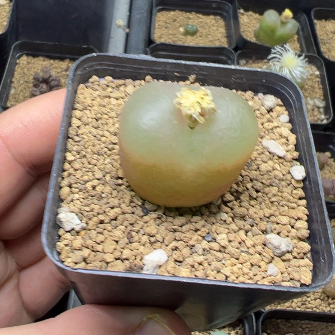 9-92肉锥多肉植物