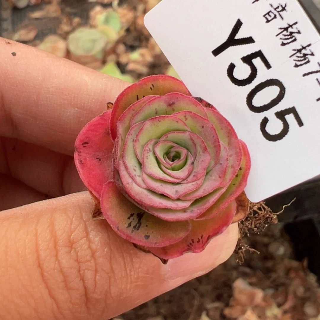 娜***子杨505 山地玫瑰福袋