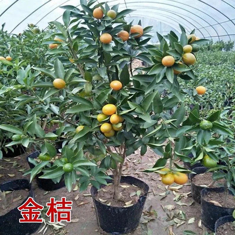脆皮金桔树苗带果橘子苗阳台盆栽庭院地栽桔子南北方种植当年结果