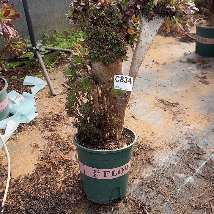 834黑法师有伤一颗