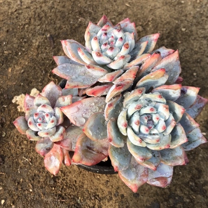 多肉植物粉蓝鸟群