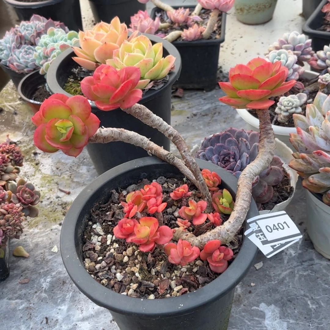 红梅多肉植物0401