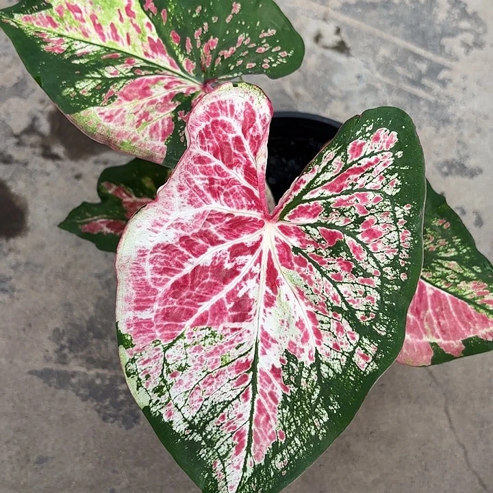 46-1114阿松凯广东现货