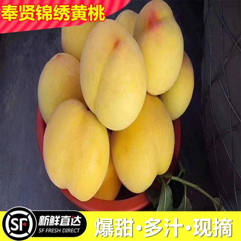 （顺丰快递）光明奉贤黄桃锦绣黄桃现摘现发当季水果1-5KG黄桃同城送上海市