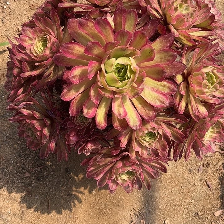 多肉植物夕颜锦，