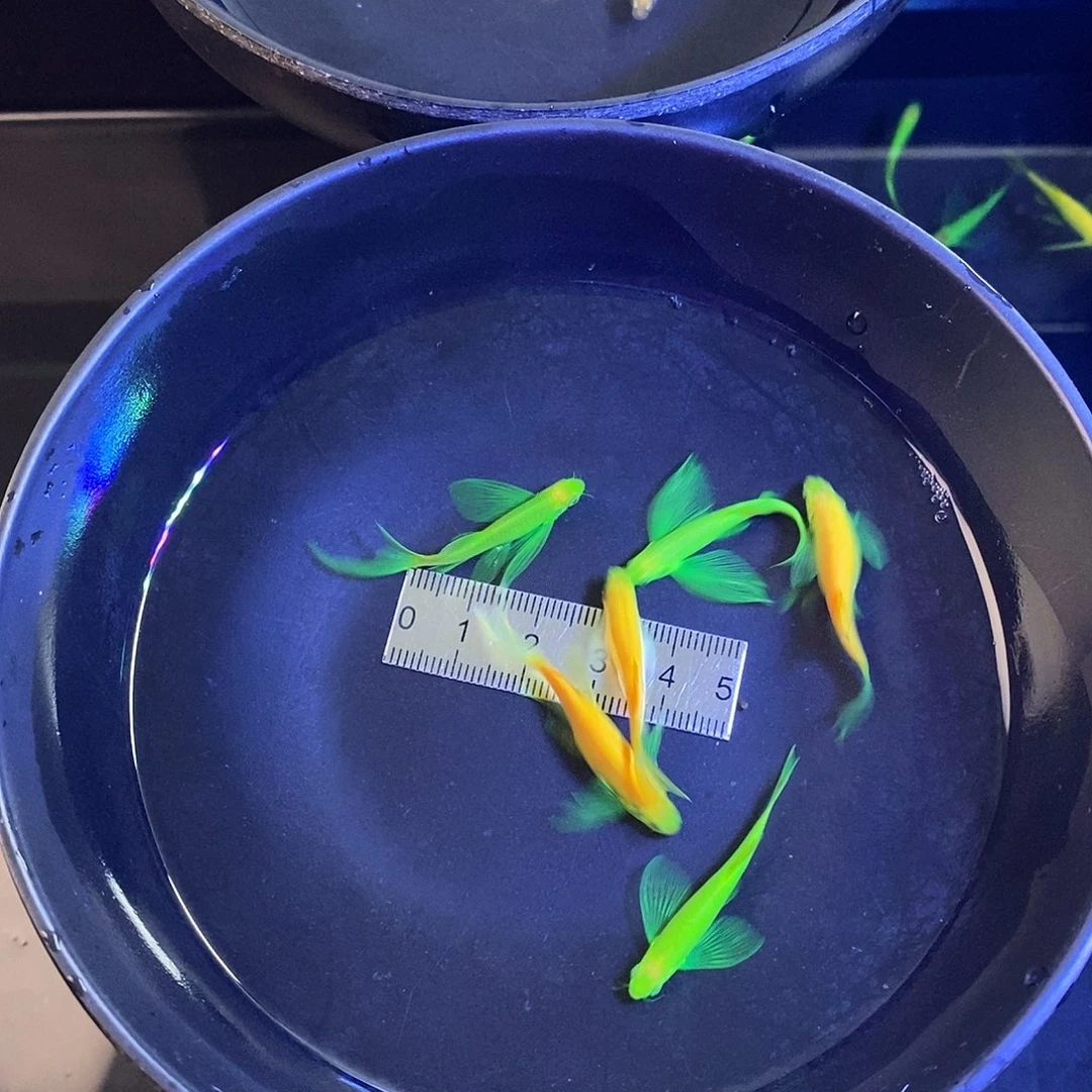 斑马鱼蝶翼种鱼翡翠绿和龙凤各3个