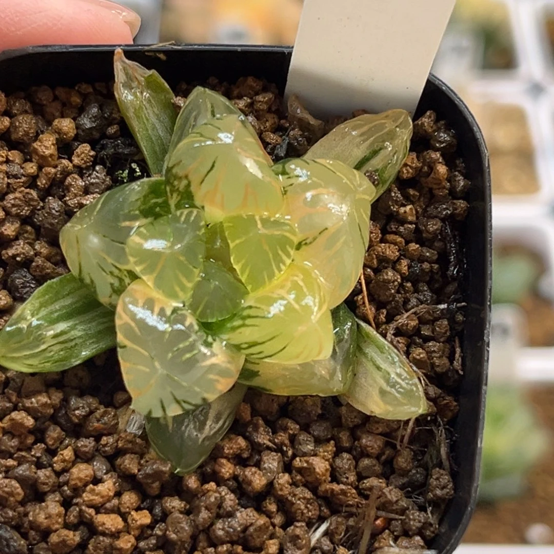 50老川灯芯玉露锦福利专场