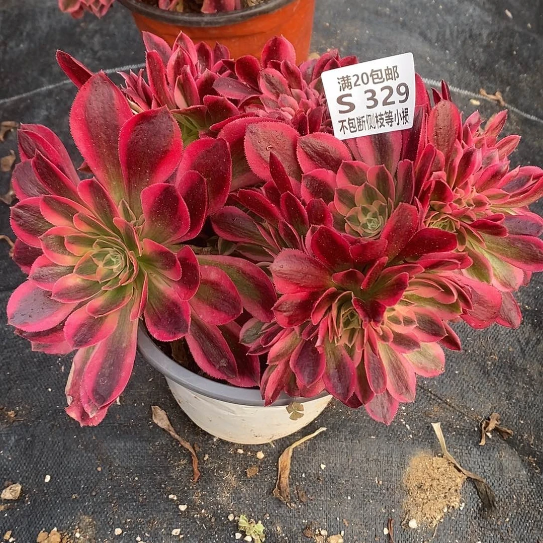 329香妃缀化多肉法师锦