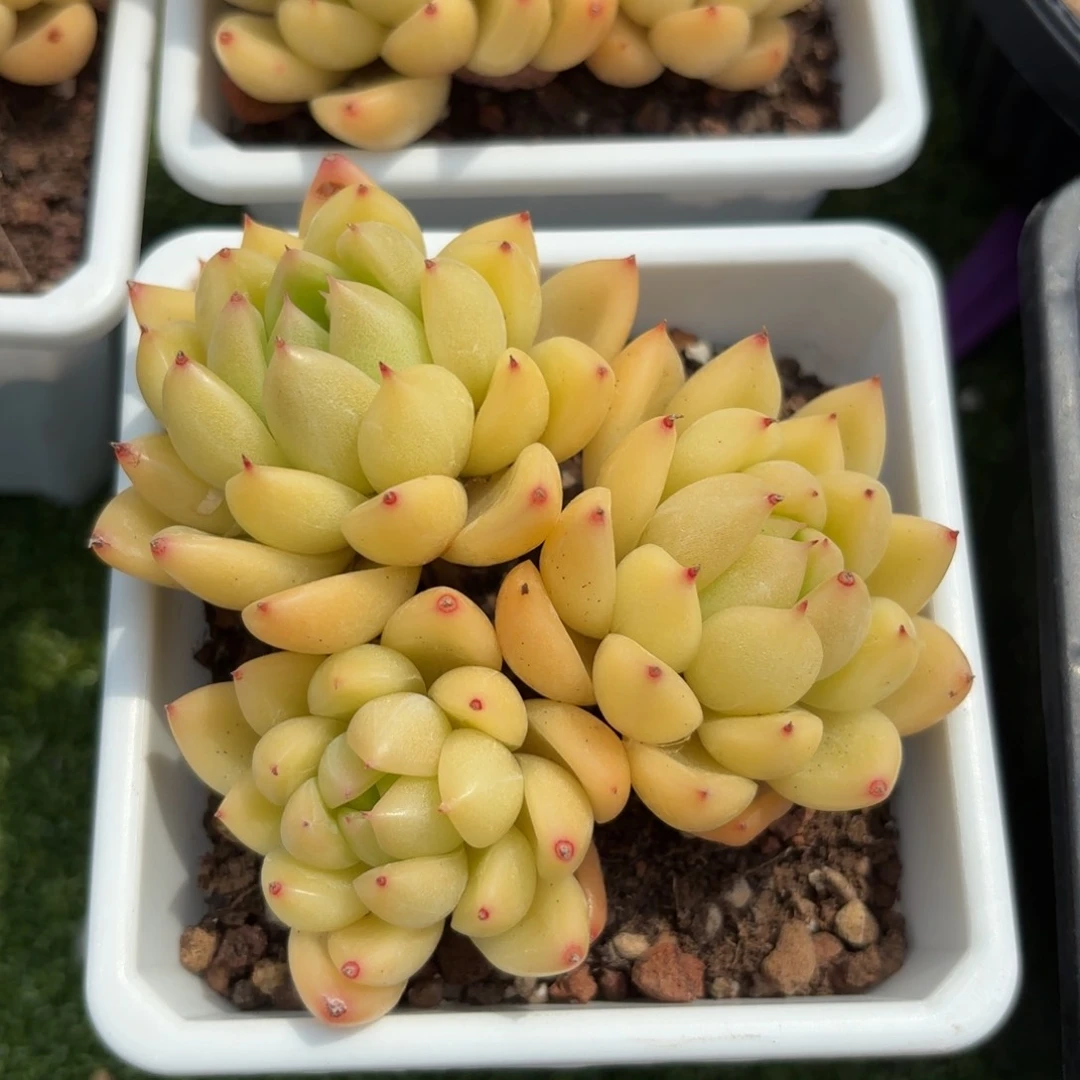 无花朵明朗珍妮111