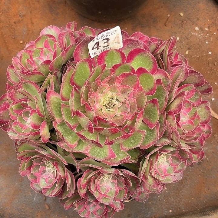 434孔雀翎诺米多肉法师锦不包侧枝断枝无根