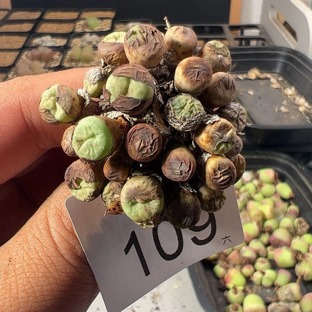 一物一拍。          109