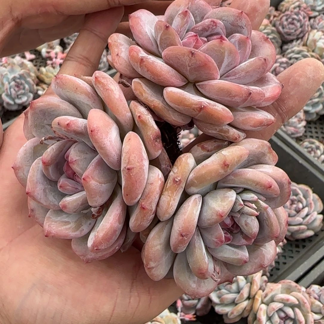 从前慢花园多肉编号星影