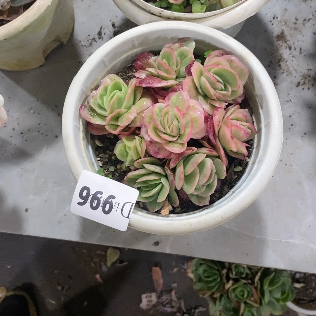 燕***贝996冰玫瑰锦多肉