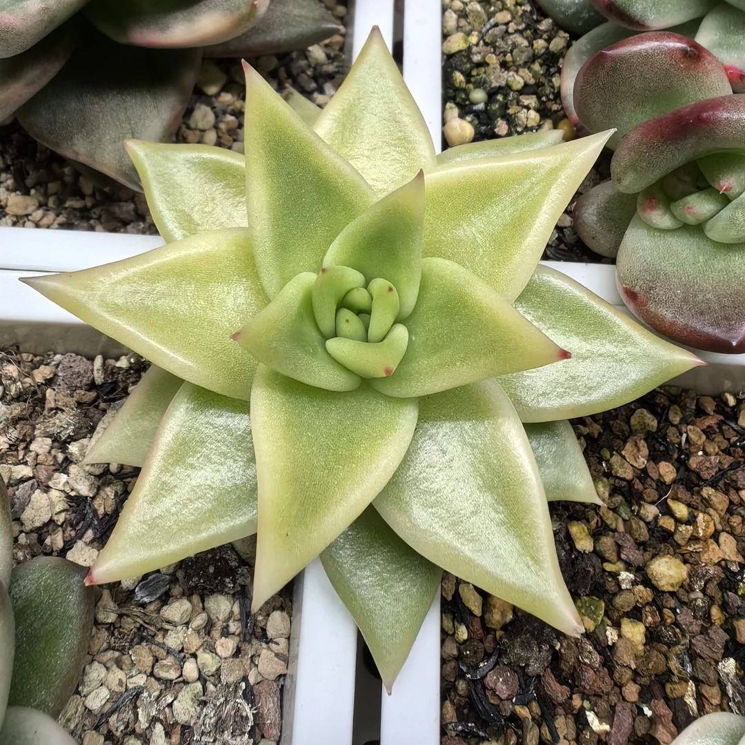 多肉植物一物一拍，黄金粉！