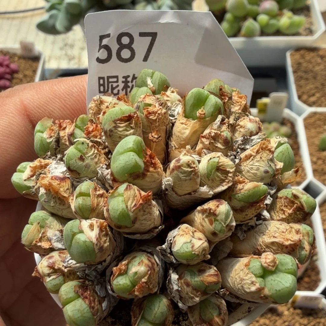 多肉植物多肉植物多肉植物
