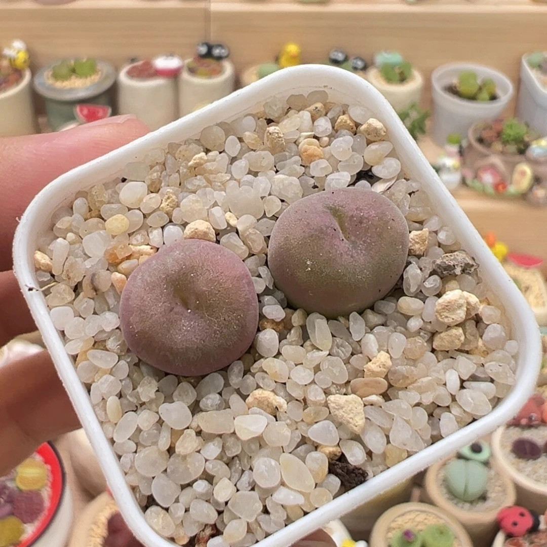 多肉植物65号空卡佛