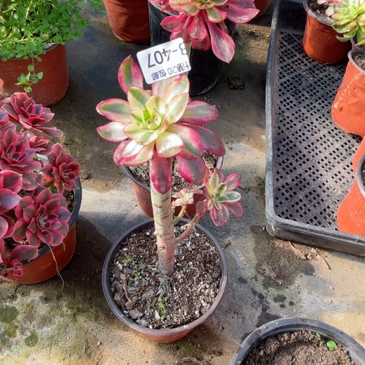 花***语407烈焰多肉123456789