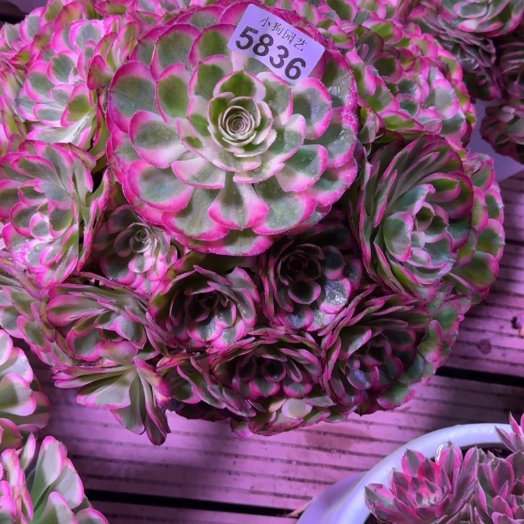 少***7海棠多肉植物5836