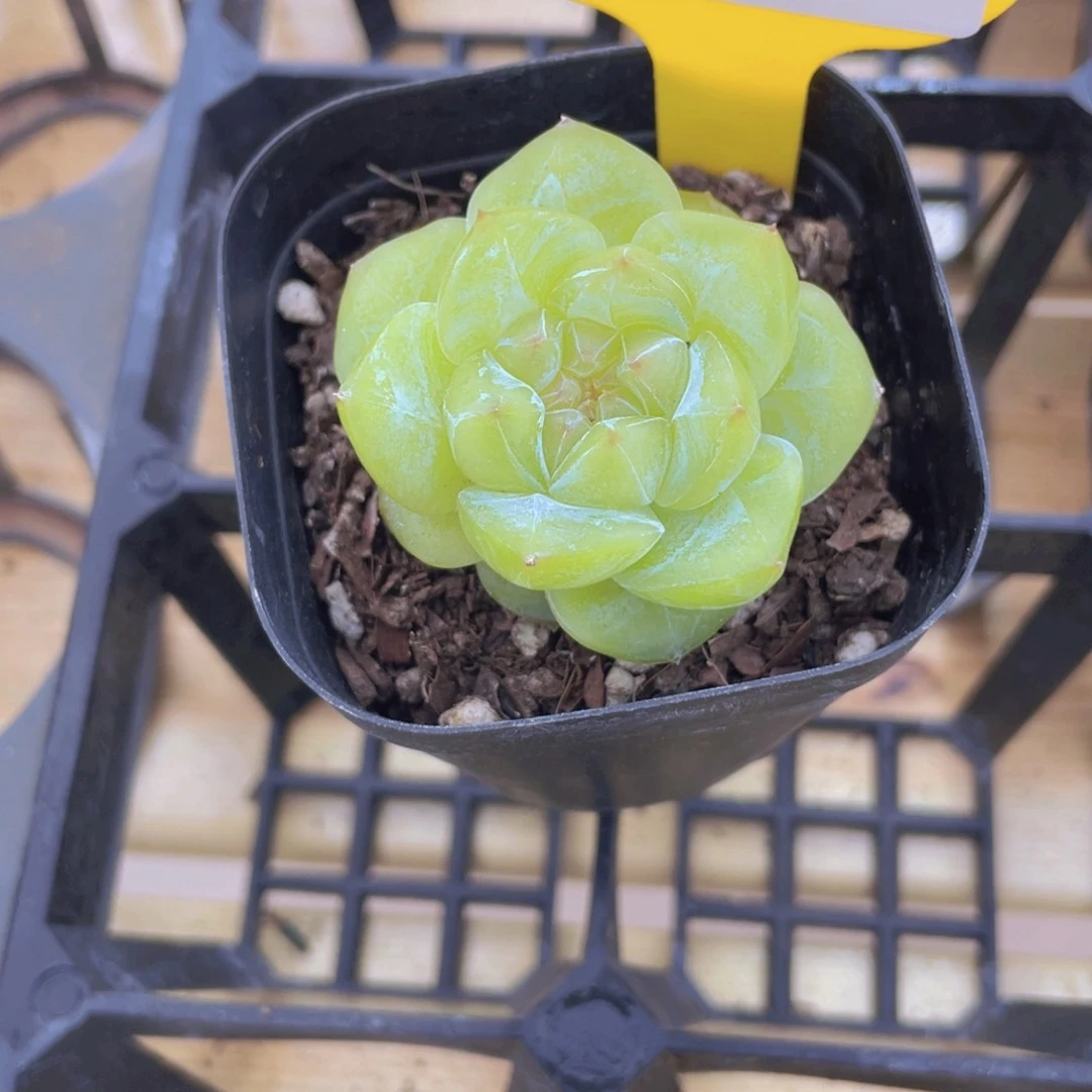 714号 绿透珍妮钻石一个