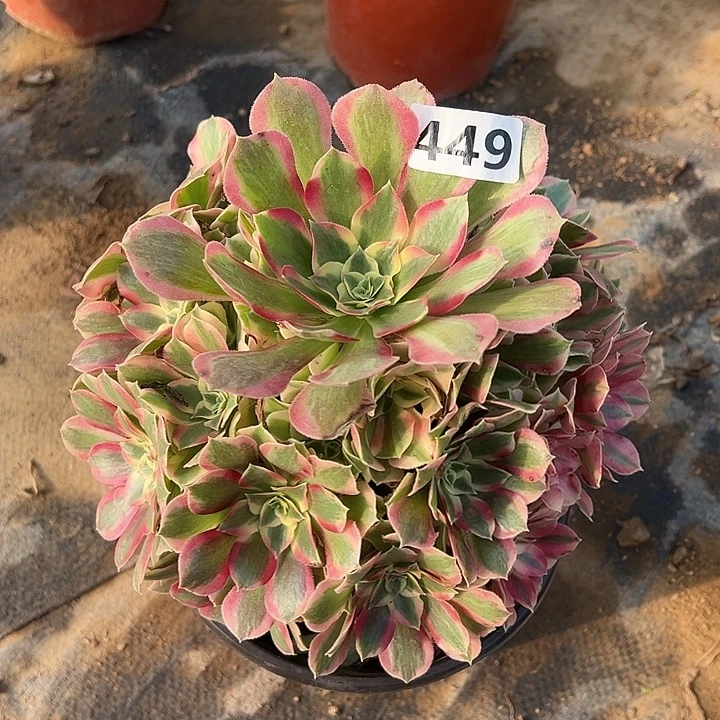 多肉植物布加迪449
