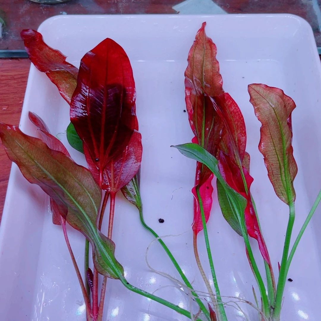 美人皇冠一份大颗