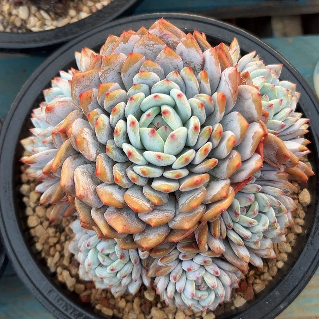 星星橙捧花多肉植物