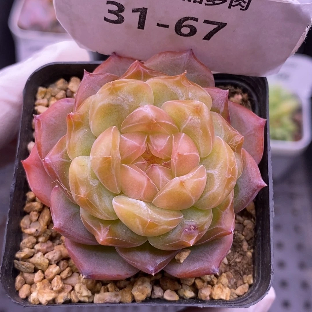 【闪购商品】31-67