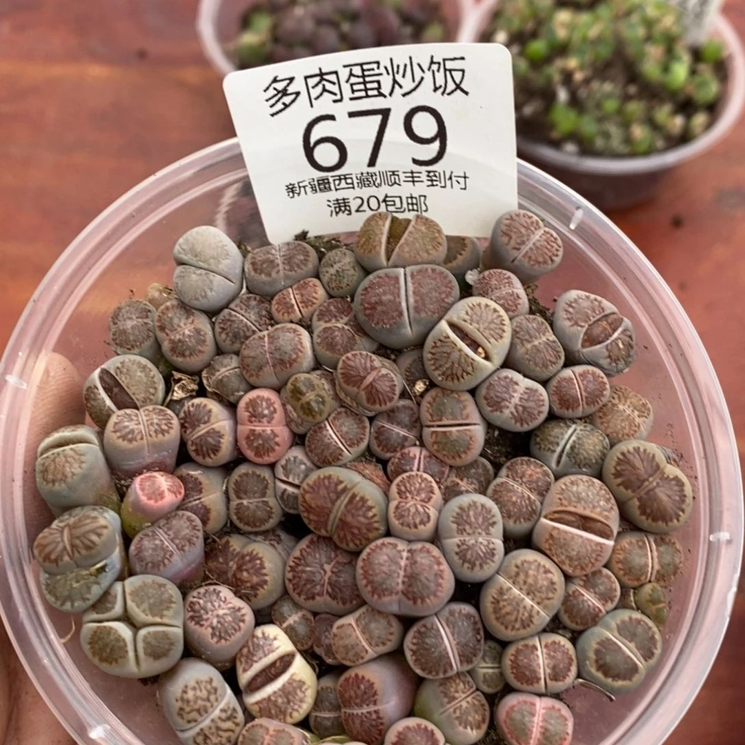 多肉蛋炒饭0000000679