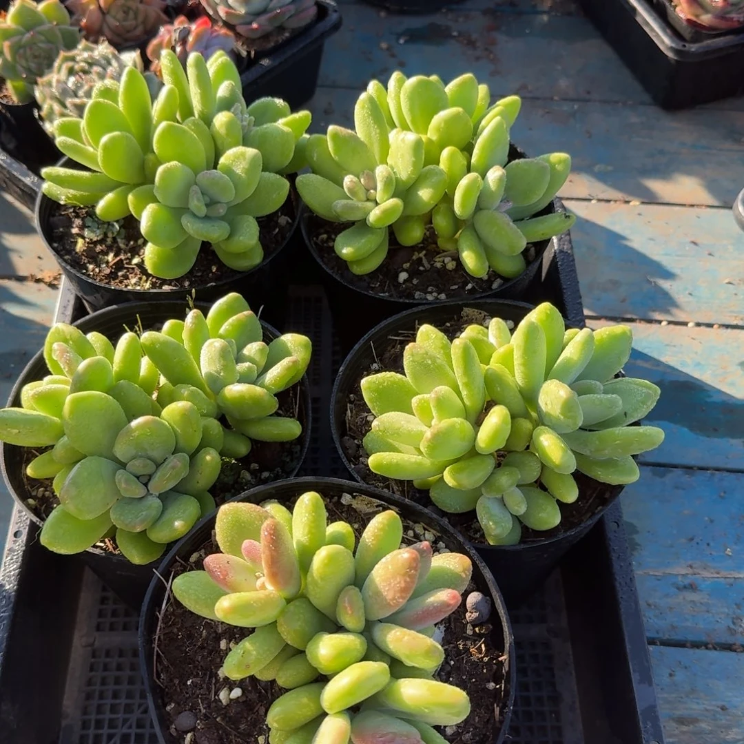 从前慢多肉精选编号1123.芒果奶