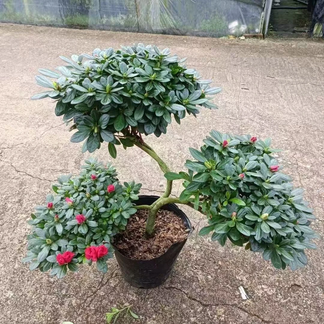 专属【元宝造型】三头杜鹃花盆栽室内外绿植庭院阳台花卉带花苞植物