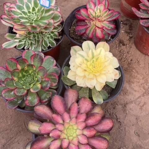 777多肉植物组合