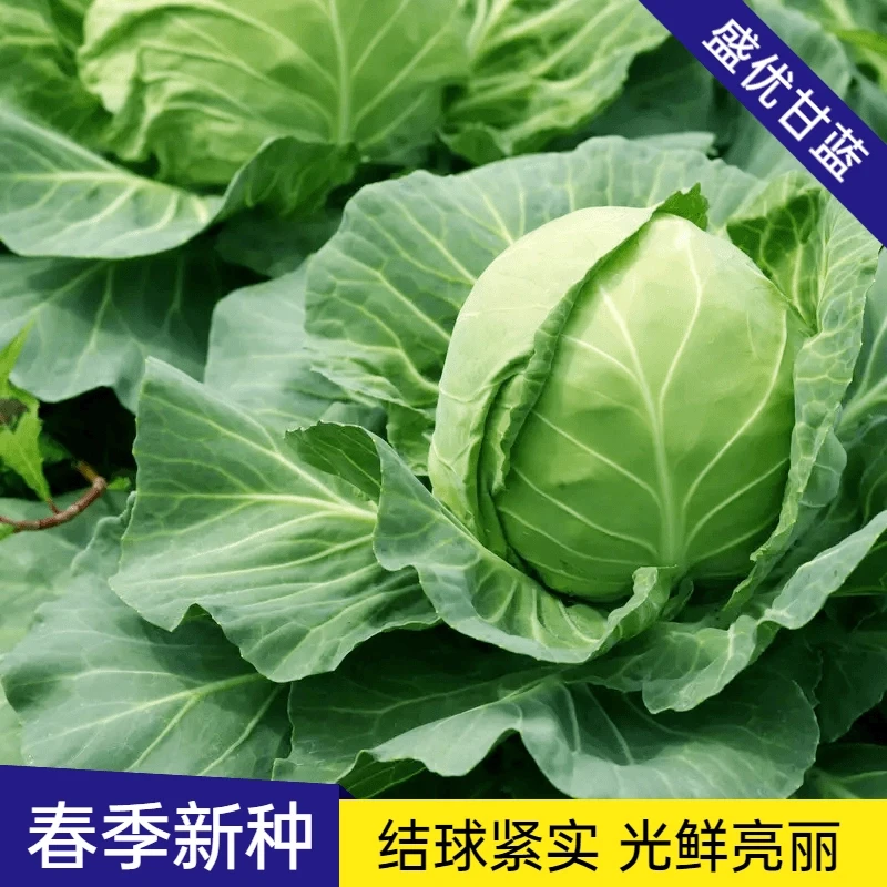 【全店满5包包邮】甘蓝种子 大头菜种子包菜早熟卷心菜春秋季包菜