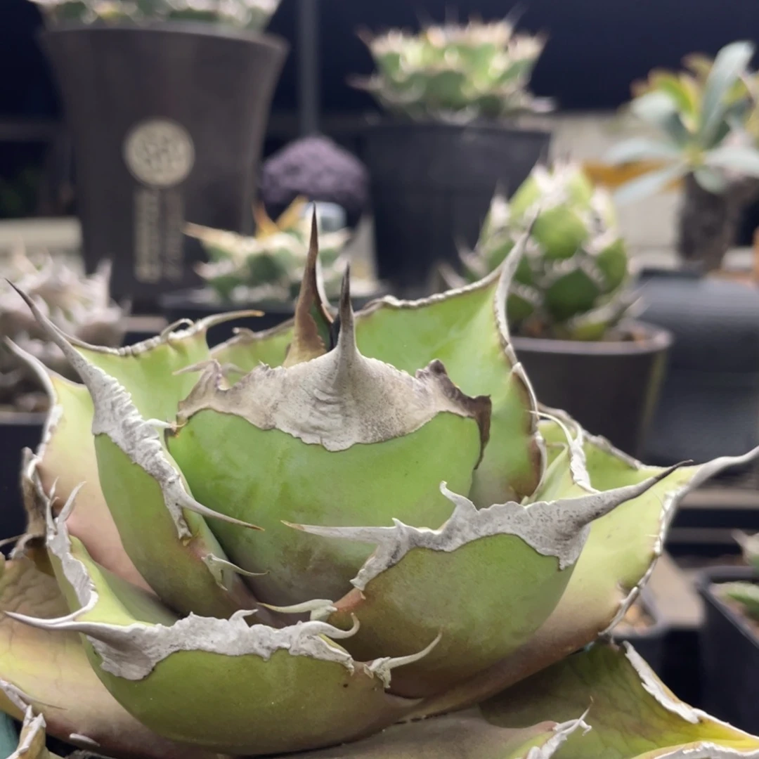 黑豹龙舌兰仁王冠