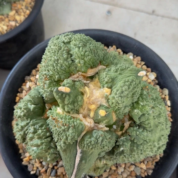 这颗是巨大型有疤捡漏