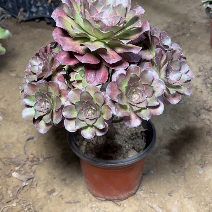 多肉植物法师魅金2