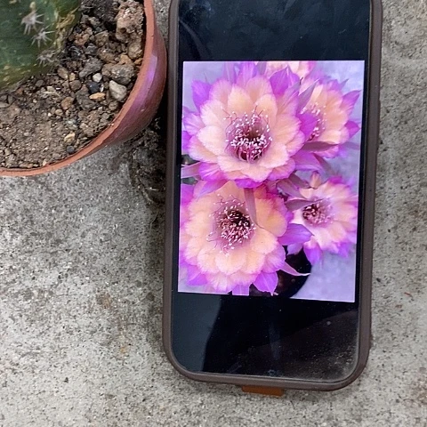 极光丽花,2578900