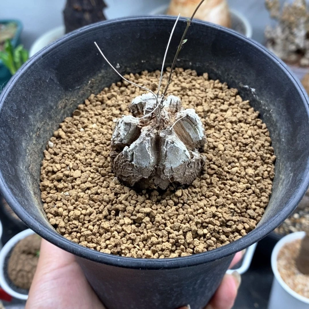 龟甲龙多肉植物一个