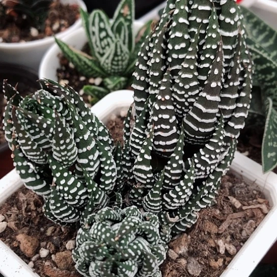 硬叶群生带盆发货