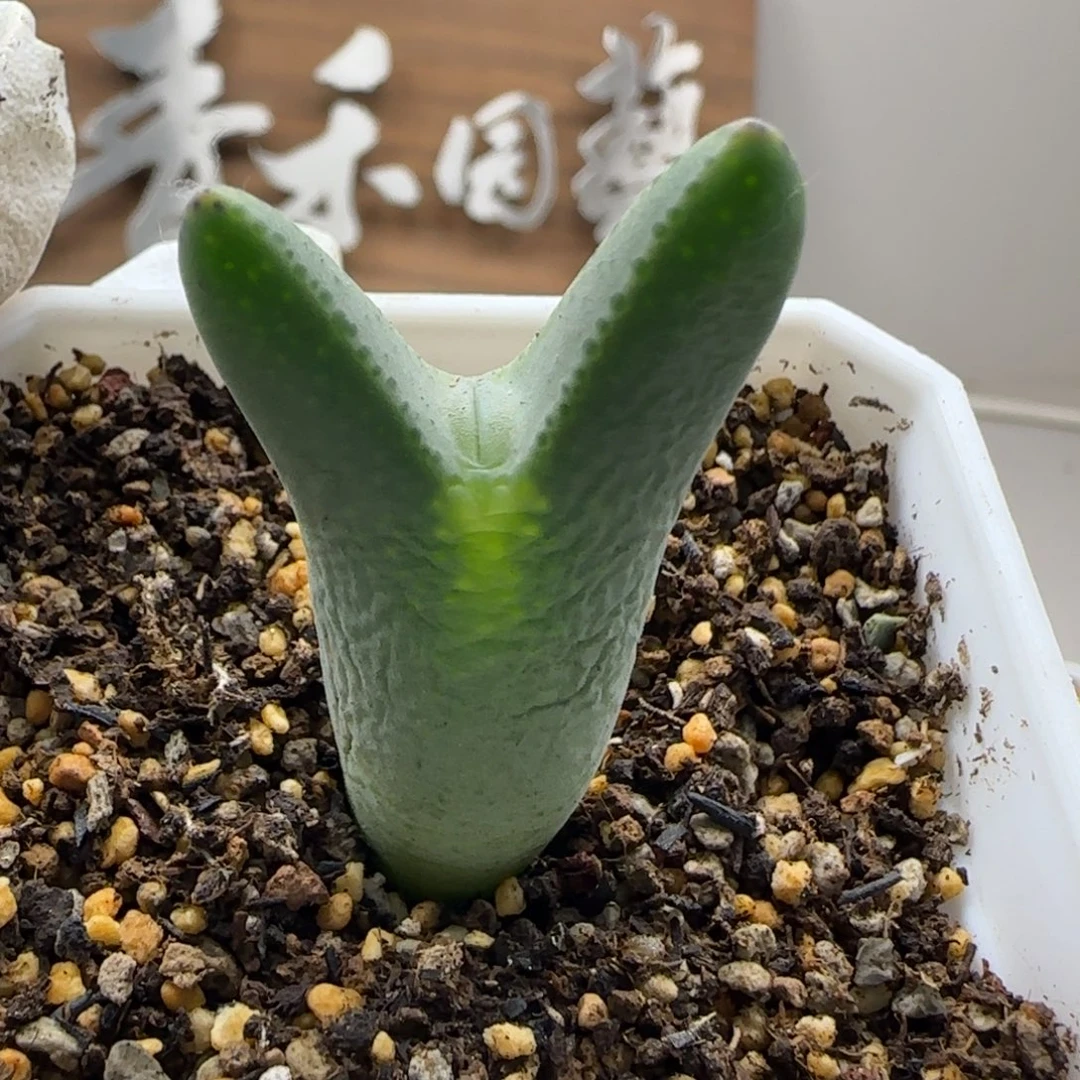 11-6-10-1当天满38包邮清货嘟嘟嘴皮卡丘脱土