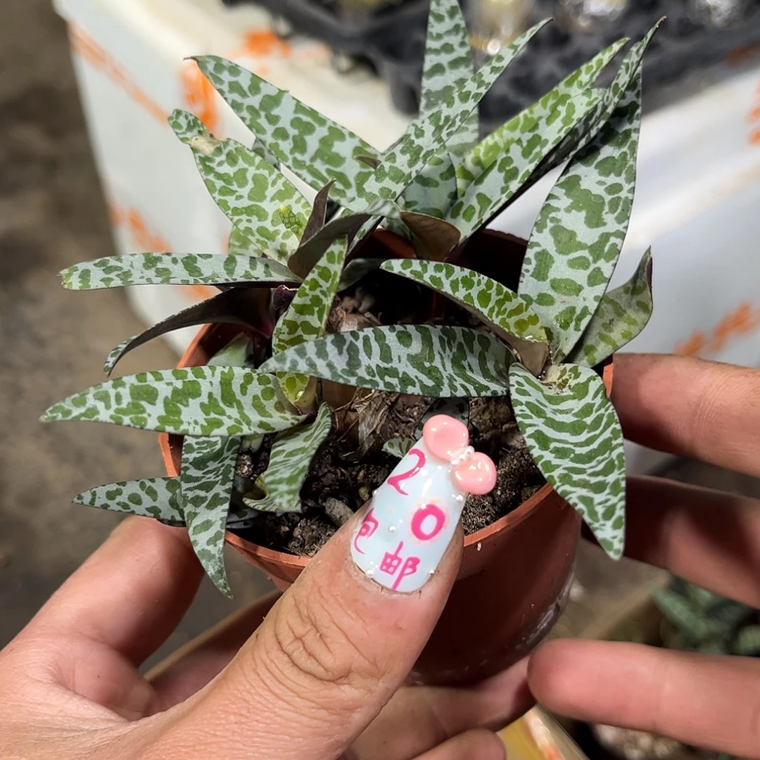 油点群生有根发货有根