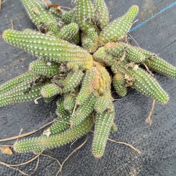 白檀仙人掌群生一群421